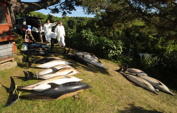 Mass stranding of common dolphins in Cornwall June 2008 &copy; PA PhotosMass stranding of common dolphins in Cornwall June 2008 &copy; PA Photos