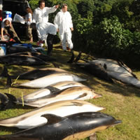 Defra logo. CSIP Reports and Output