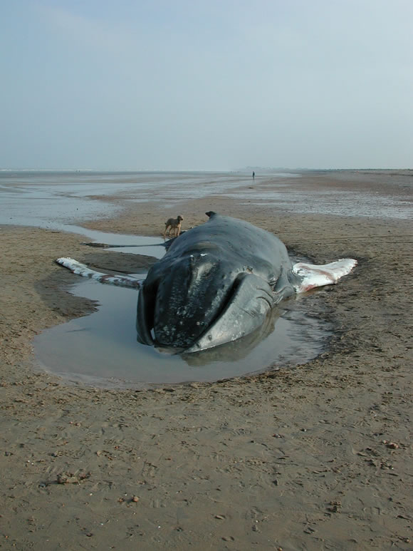 SW2001/60 Stranded humpback whale in Pegwell Bay, Kent &copy; CSIP-ZSL