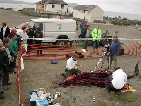 SW2004/290 Stranded Sowerby's beaked whale investigated at post-mortem in Pembrokeshire