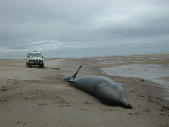 SW2006/236.1 Stranded northern bottlenose whale in Skegness, Lincolnshire &copy; CSIP-ZSL
