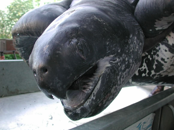 T2001/2 Leatherback turtle found off Cornwall and retrieved for post-mortem examination at ZSL &copy; CSIP-ZSL