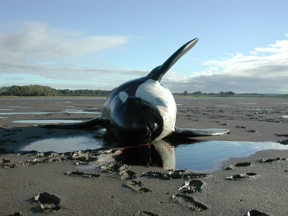 SW2002/234 Stranded killer whale in the Mersey estuary &copy; CSIP-ZSL