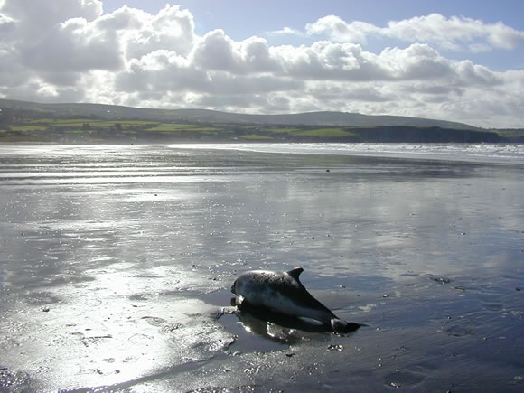 SW2001/233 Stranded harbour porpoise at Newport, Pembrokeshire &copy; Rod Penrose MEM CSIP